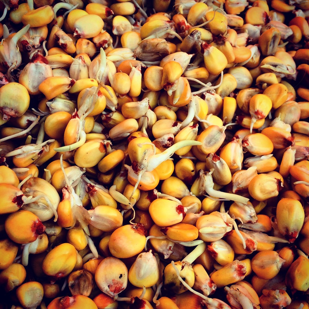 Yellow corn germinating, with sprouts.