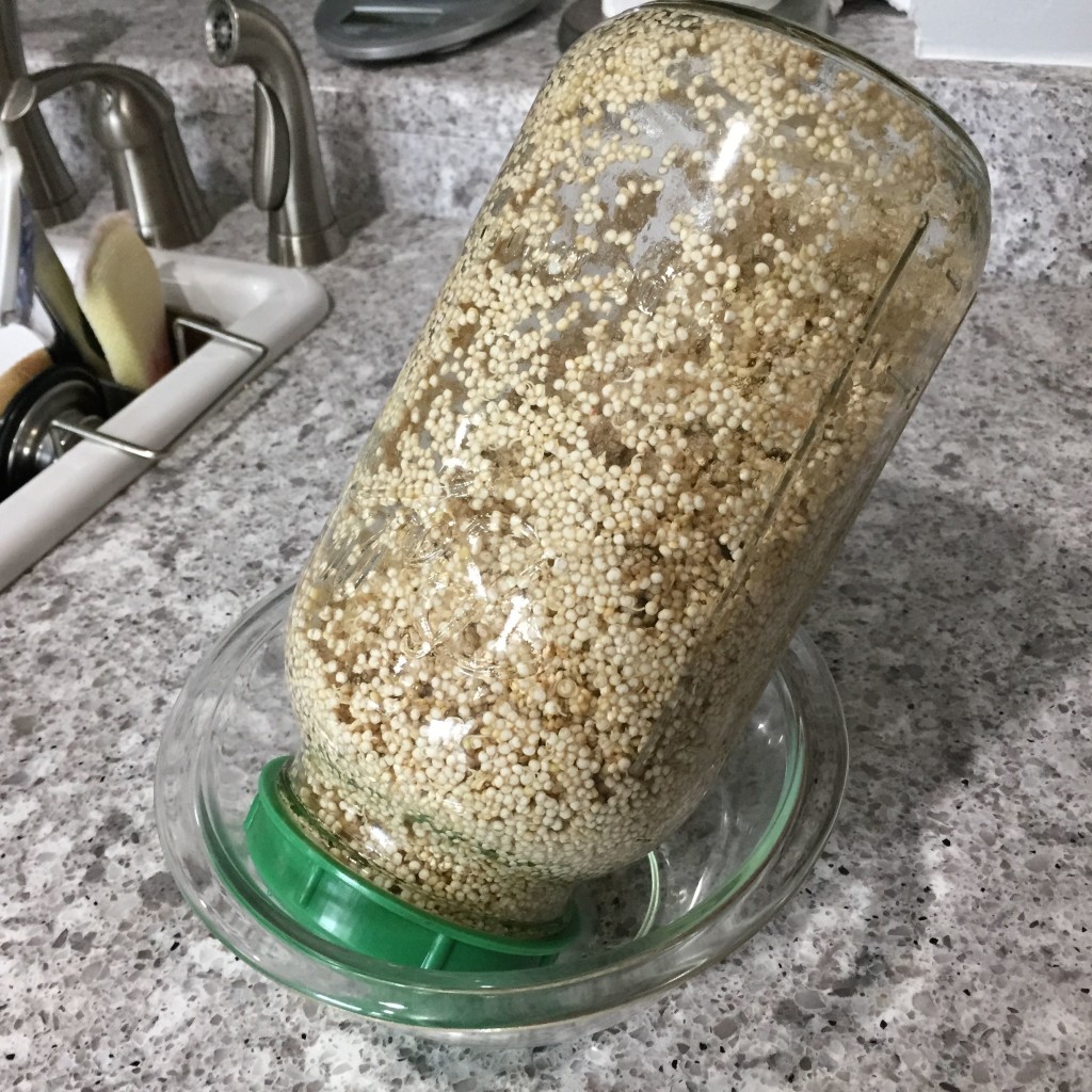 SproutedQuinoa3