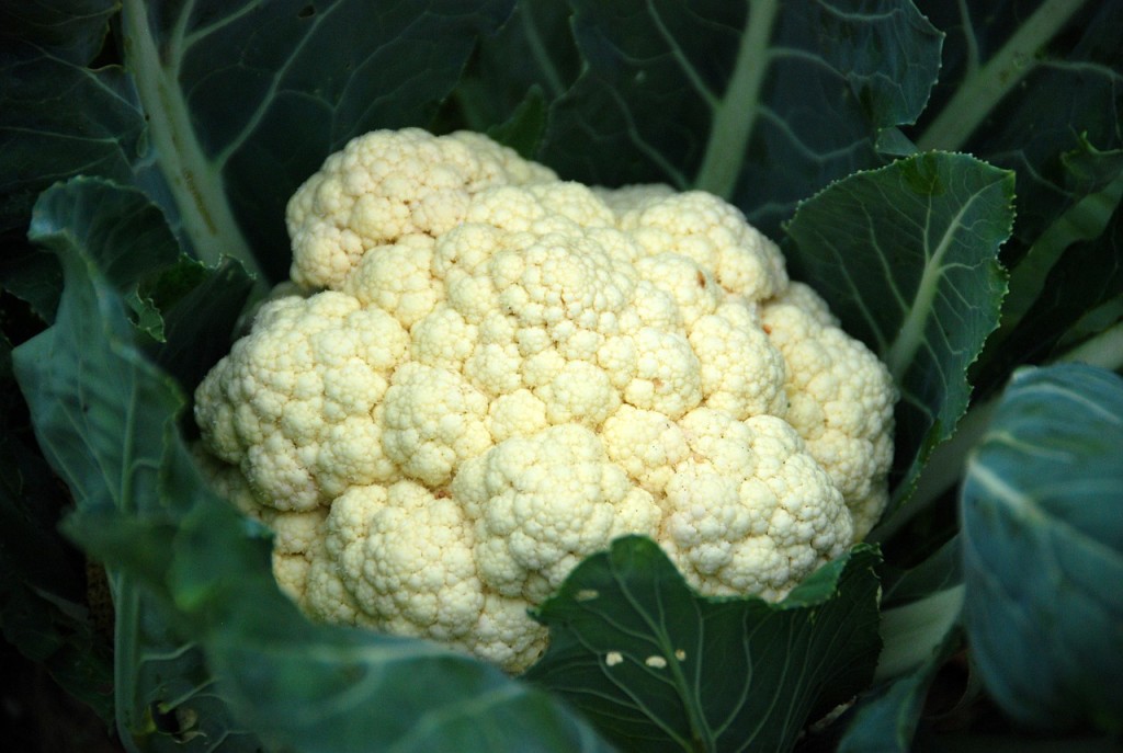 cauliflower3
