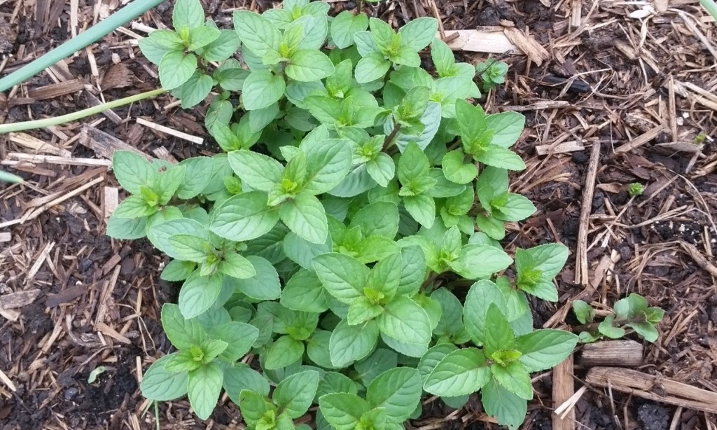 Fresh mint from my garden, perfect addition to a Depaz Mojito.