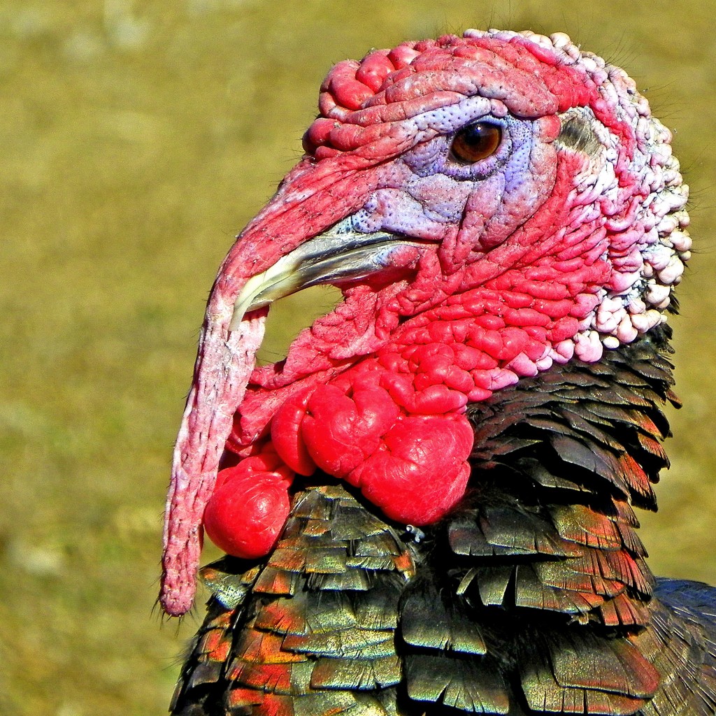 turkey-570935